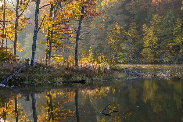 Backlit trees on Lake Ogle in autumn in Brown County State Park, Indiana, USA