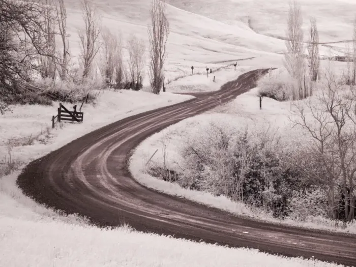 Framed Print : Backroad leading through Spring wildflowers