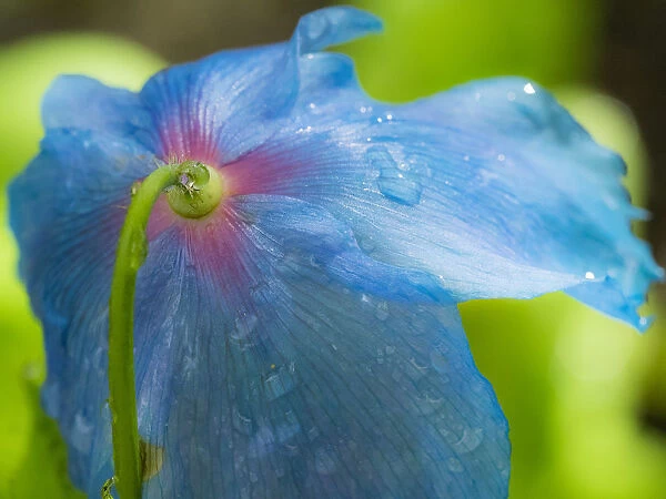 Backside of blue poppy with dew drops