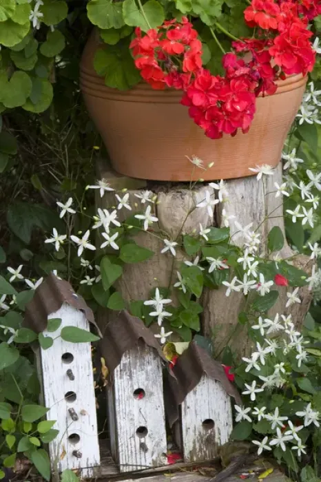 Framed Print : Backyard garden display