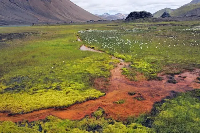 Framed Print : Bacterial mat through meadow, Iceland