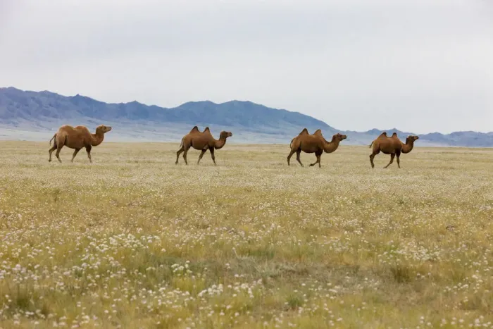 Framed Print : Bactrian Camel Herd. Gobi Desert. Mongolia Framed Print : Bactrian Camel Herd. Gobi Desert. Mongolia