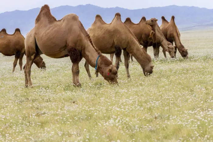 Framed Print : Bactrian Camel Herd. Gobi Desert. Mongolia