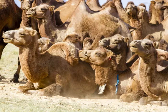 Framed Print : Bactrian Camel Herd. Gobi Desert. Mongolia Framed Print : Bactrian Camel Herd. Gobi Desert. Mongolia