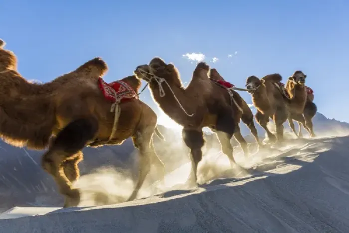Framed Print : Bactrian or double humped camels (Camelus bactrianus), Nubra Valley, Ladakh, India Framed Print : Bactrian or double humped camels (Camelus bactrianus), Nubra Valley, Ladakh, India