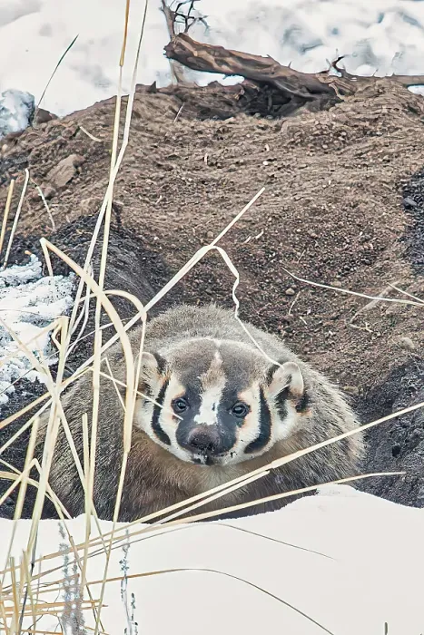 Framed Print : Badger in Lamar Valley in Yellowstone National Park Framed Print : Badger in Lamar Valley in Yellowstone National Park