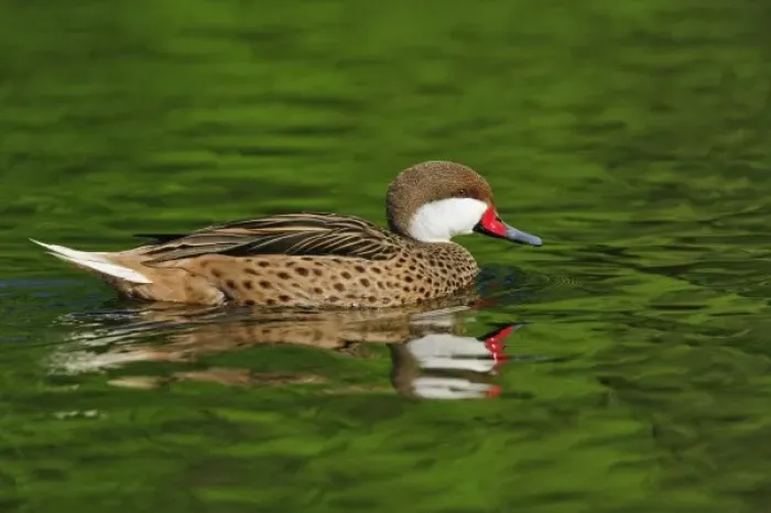 Framed Print : Bahama Pintail duck, Anas bahamensis Framed Print : Bahama Pintail duck, Anas bahamensis