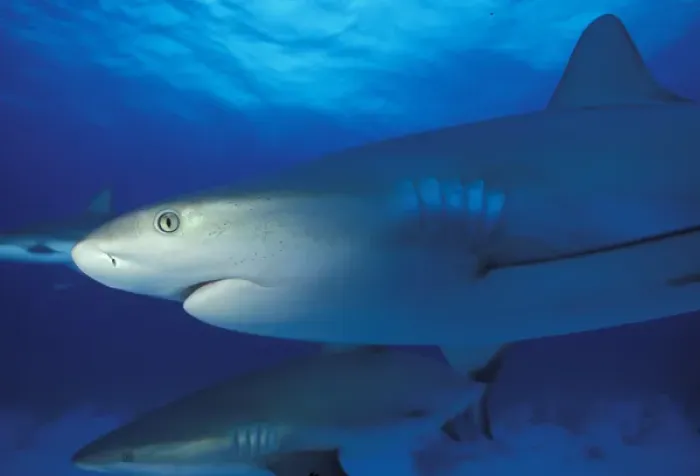 Framed Print : Bahamas Caribbean reef shark Framed Print : Bahamas Caribbean reef shark