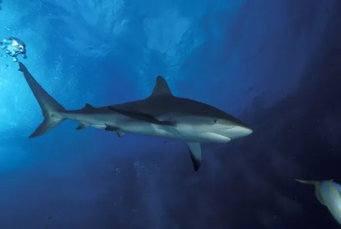 Framed Print : Bahamas Caribbean reef shark Framed Print : Bahamas Caribbean reef shark