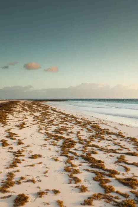 Framed Print : Bahamas, Eleuthera Island, Harbour Island, Pink Sands Beach, dawn