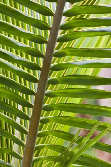 Framed Print : Bahamas, Eleuthera Island, Harbour Island, Dunmore Town, tropical plants Framed Print : Bahamas, Eleuthera Island, Harbour Island, Dunmore Town, tropical plants