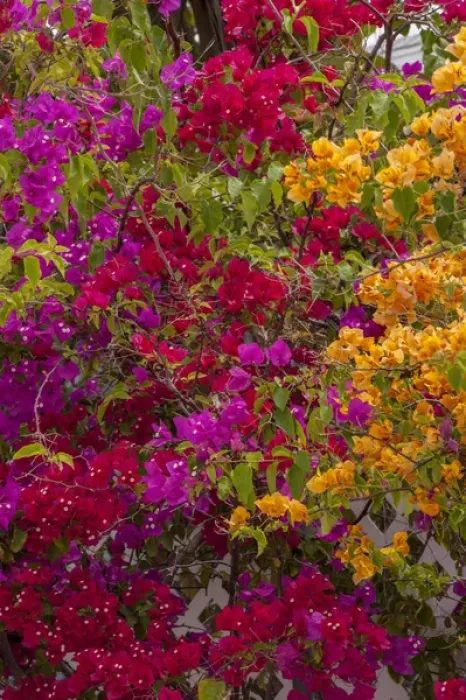 Framed Print : Bahamas, Eleuthera, Princess Cays, Bougainvillea Framed Print : Bahamas, Eleuthera, Princess Cays, Bougainvillea