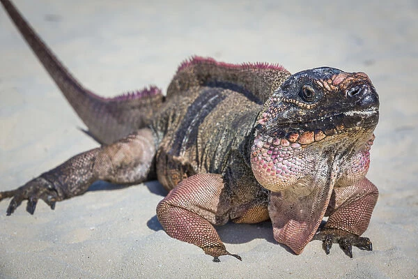 Bahamas, Exuma Island. Close-up of iguana on beach