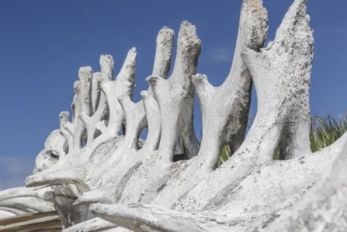 Framed Print : Bahamas, Exuma Island. Sperm whale bones on display