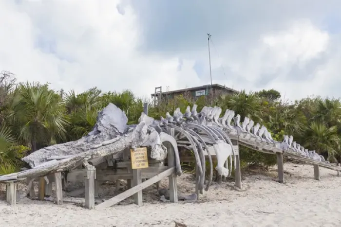 Framed Print : Bahamas, Exuma Island. Sperm whale bones on display