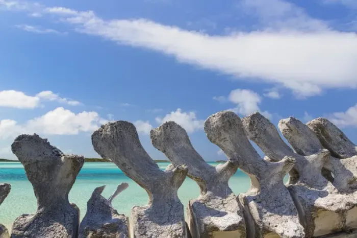 Framed Print : Bahamas, Exuma Island. Sperm whale bones on display Framed Print : Bahamas, Exuma Island. Sperm whale bones on display