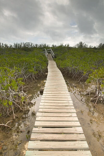 BAHAMAS-Grand Bahama Island-Eastern Side: Lucayan National Park- Mangrove Area