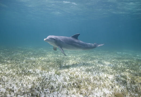 Bahamas, Grand Bahama Island, Freeport, Captive Bottlenose Dolphin (Tursiops truncatus)