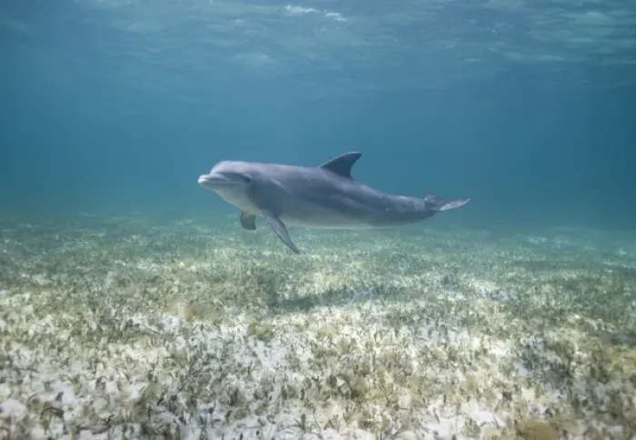 Framed Print : Bahamas, Grand Bahama Island, Freeport, Captive Bottlenose Dolphin (Tursiops truncatus)