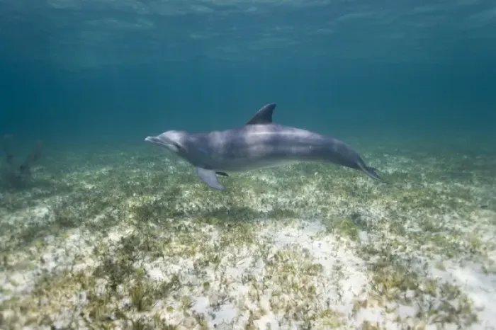 Framed Print : Bahamas, Grand Bahama Island, Freeport, Captive Bottlenose Dolphin (Tursiops truncatus)