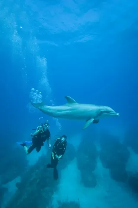 Framed Print : Bahamas, Grand Bahama Island, Freeport, Scuba diver swimming with captive Bottlenose Dolphin Framed Print : Bahamas, Grand Bahama Island, Freeport, Scuba diver swimming with captive Bottlenose Dolphin