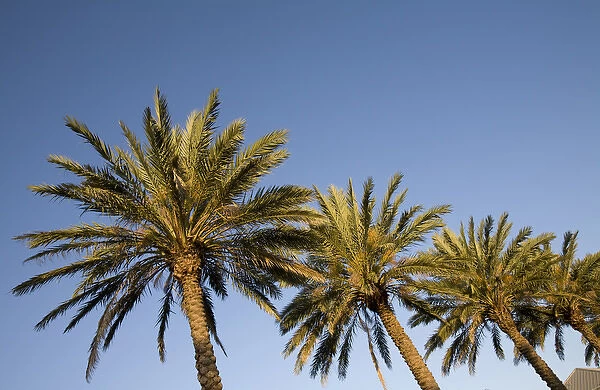 Bahamas, Grand Bahama Island, Freeport, Setting sun lights palm trees at Our Lucaya