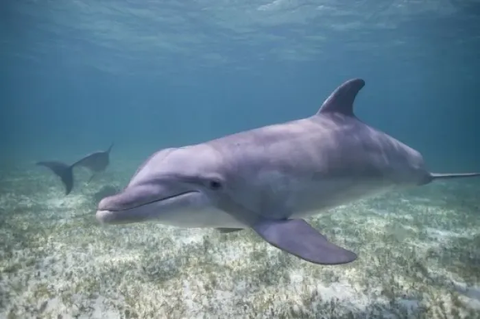Framed Print : Bahamas, Grand Bahama Island, Freeport, Captive Bottlenose Dolphin (Tursiops truncatus)