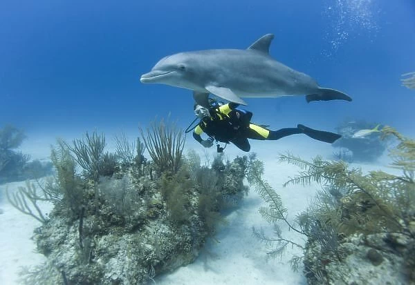 Bahamas, Grand Bahama Island, Freeport, Scuba diver swimming with captive Bottlenose Dolphin