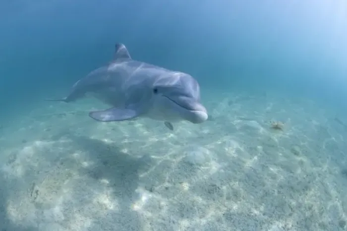Framed Print : Bahamas, Grand Bahama Island, Freeport, Captive Bottlenose Dolphin (Tursiops truncatus)