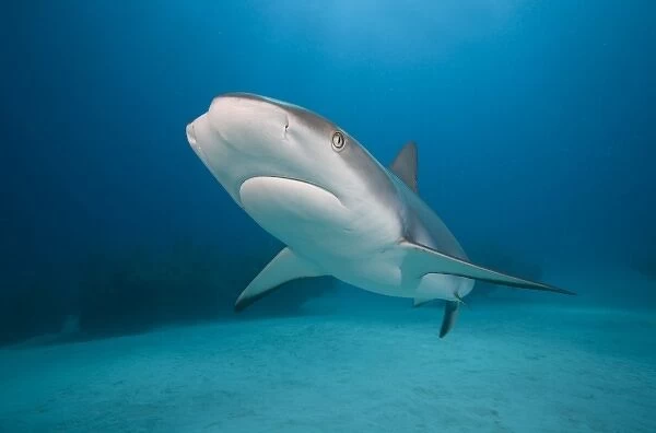 Bahamas, Grand Bahama Island, Freeport, Underwater view of Caribbean Reef Shark