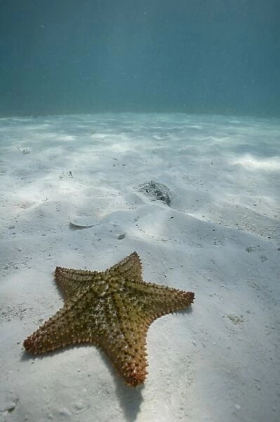 Bahamas, Grand Bahama Island, Freeport, Underwater view of sea star near Golden Rock