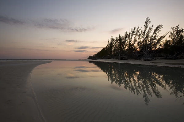 Bahamas, Grand Bahama Island, Lucaya National Park, Setting sun silhouettes forest