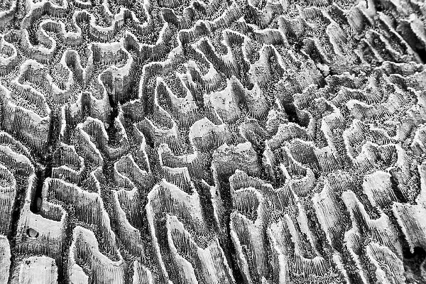 Bahamas, Little Exuma Island. Coral close-up in black and white