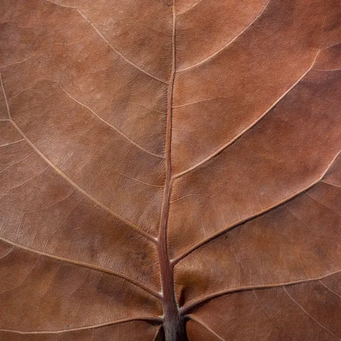 Framed Print : Bahamas, Little Exuma Island. Sea grape leaf close-up Framed Print : Bahamas, Little Exuma Island. Sea grape leaf close-up