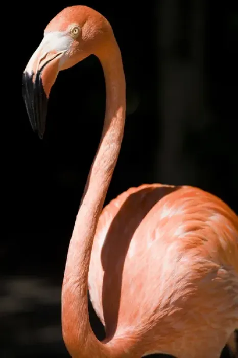 Framed Print : Bahamas, New Providence Island, Nassau, Caribbean Flamingos (Phoenicopterus ruber) Framed Print : Bahamas, New Providence Island, Nassau, Caribbean Flamingos (Phoenicopterus ruber)