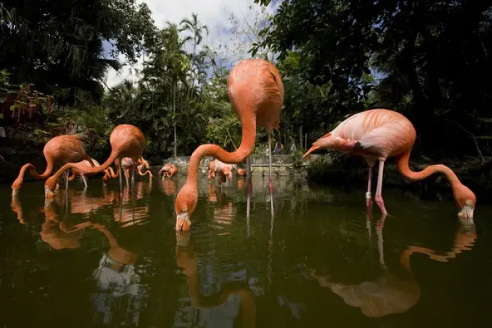 Framed Print : Bahamas, New Providence Island, Nassau, Caribbean Flamingos (Phoenicopterus ruber)