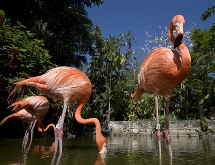Framed Print : Bahamas, New Providence Island, Nassau, Caribbean Flamingos (Phoenicopterus ruber) Framed Print : Bahamas, New Providence Island, Nassau, Caribbean Flamingos (Phoenicopterus ruber)