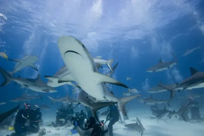 Framed Print : Bahamas, New Providence Island, Scuba divers and Caribbean Reef Sharks during Stuart Framed Print : Bahamas, New Providence Island, Scuba divers and Caribbean Reef Sharks during Stuart