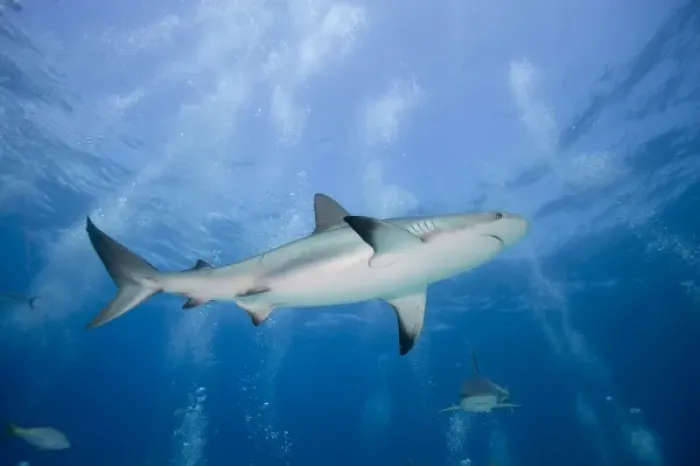 Framed Print : Bahamas, New Providence Island, Caribbean Reef Sharks (Carcharhinus perezi) swimming Framed Print : Bahamas, New Providence Island, Caribbean Reef Sharks (Carcharhinus perezi) swimming