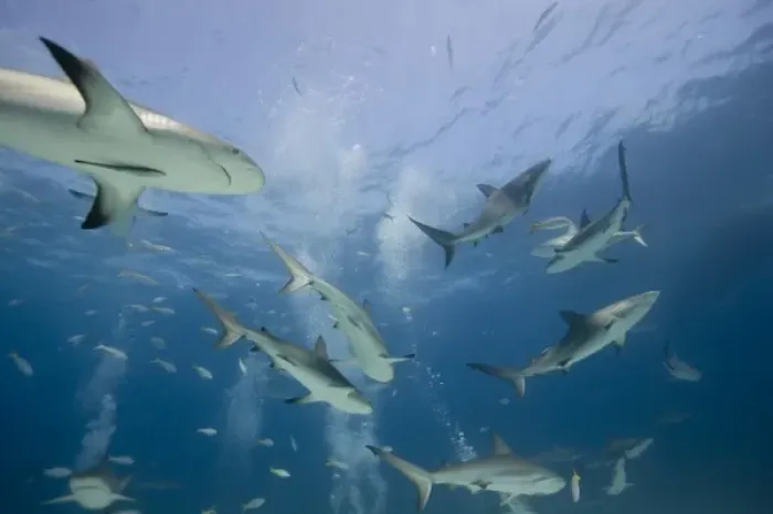 Framed Print : Bahamas, New Providence Island, Caribbean Reef Sharks (Carcharhinus perezi) swimming Framed Print : Bahamas, New Providence Island, Caribbean Reef Sharks (Carcharhinus perezi) swimming