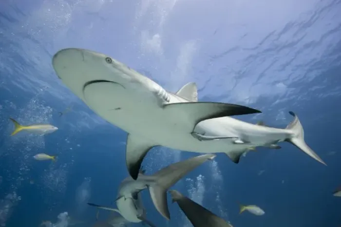 Framed Print : Bahamas, New Providence Island, Caribbean Reef Sharks (Carcharhinus perezi) swimming Framed Print : Bahamas, New Providence Island, Caribbean Reef Sharks (Carcharhinus perezi) swimming