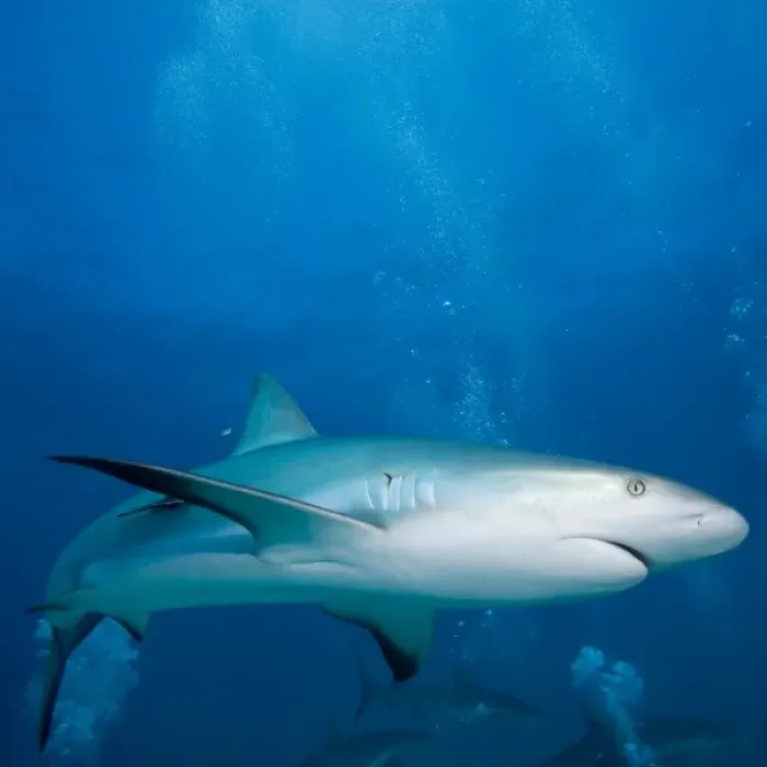 Framed Print : Bahamas, New Providence Island, Caribbean Reef Sharks (Carcharhinus perezi) swimming
