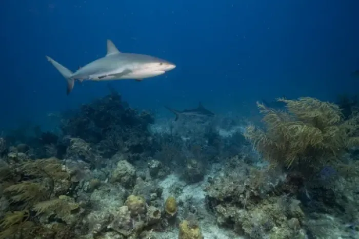 Framed Print : Bahamas, New Providence Island, Caribbean Reef Sharks (Carcharhinus perezi) swimming