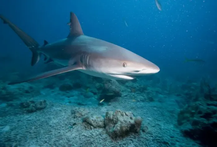 Framed Print : Bahamas, New Providence Island, Caribbean Reef Sharks (Carcharhinus perezi) swimming Framed Print : Bahamas, New Providence Island, Caribbean Reef Sharks (Carcharhinus perezi) swimming
