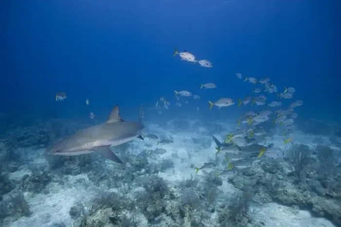 Framed Print : Bahamas, New Providence Island, Underwater view of Caribbean Reef Shark and tropical Framed Print : Bahamas, New Providence Island, Underwater view of Caribbean Reef Shark and tropical