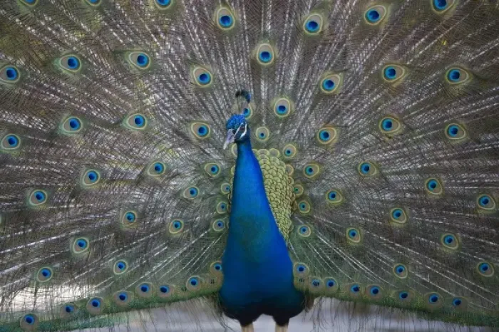 Framed Print : Bahamas, New Providence Island, Nassau, Male Indian Peacock (Pavo cristatus) at Ardastra Gardens
