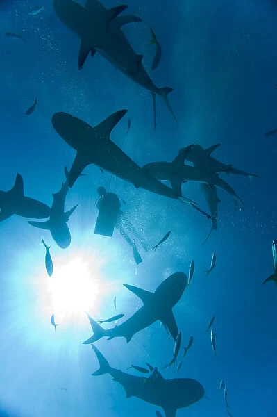 Bahamas, New Providence Island, Caribbean Reef Sharks (Carcharhinus perezi) circling