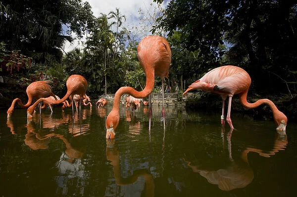 Bahamas, New Providence Island, Nassau, Caribbean Flamingos (Phoenicopterus ruber)