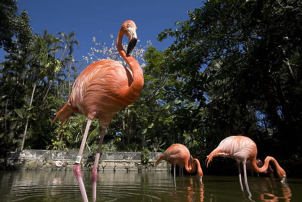 Bahamas, New Providence Island, Nassau, Caribbean Flamingos (Phoenicopterus ruber)