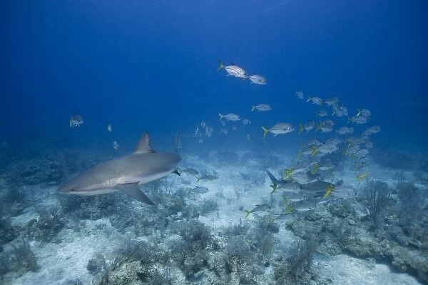 Bahamas, New Providence Island, Underwater view of Caribbean Reef Shark and tropical
